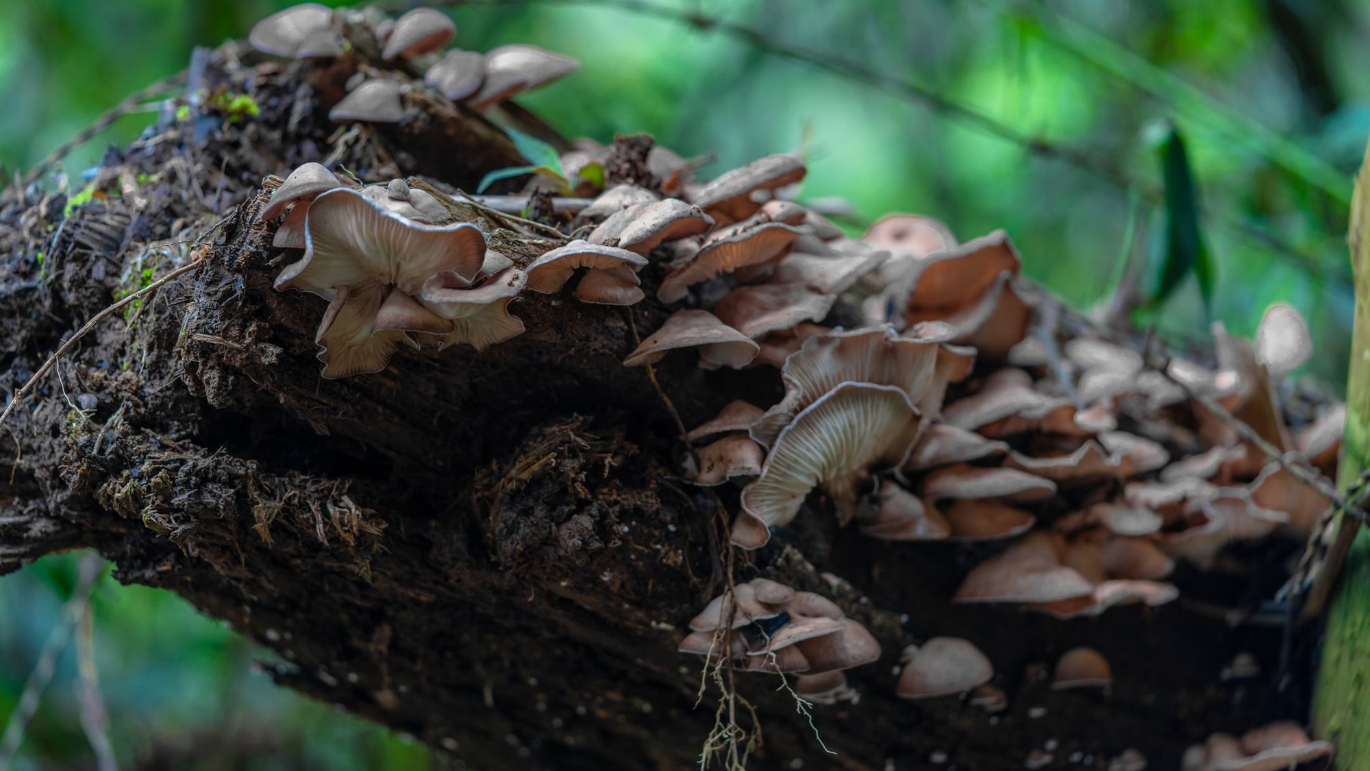 Cogumelos na natureza