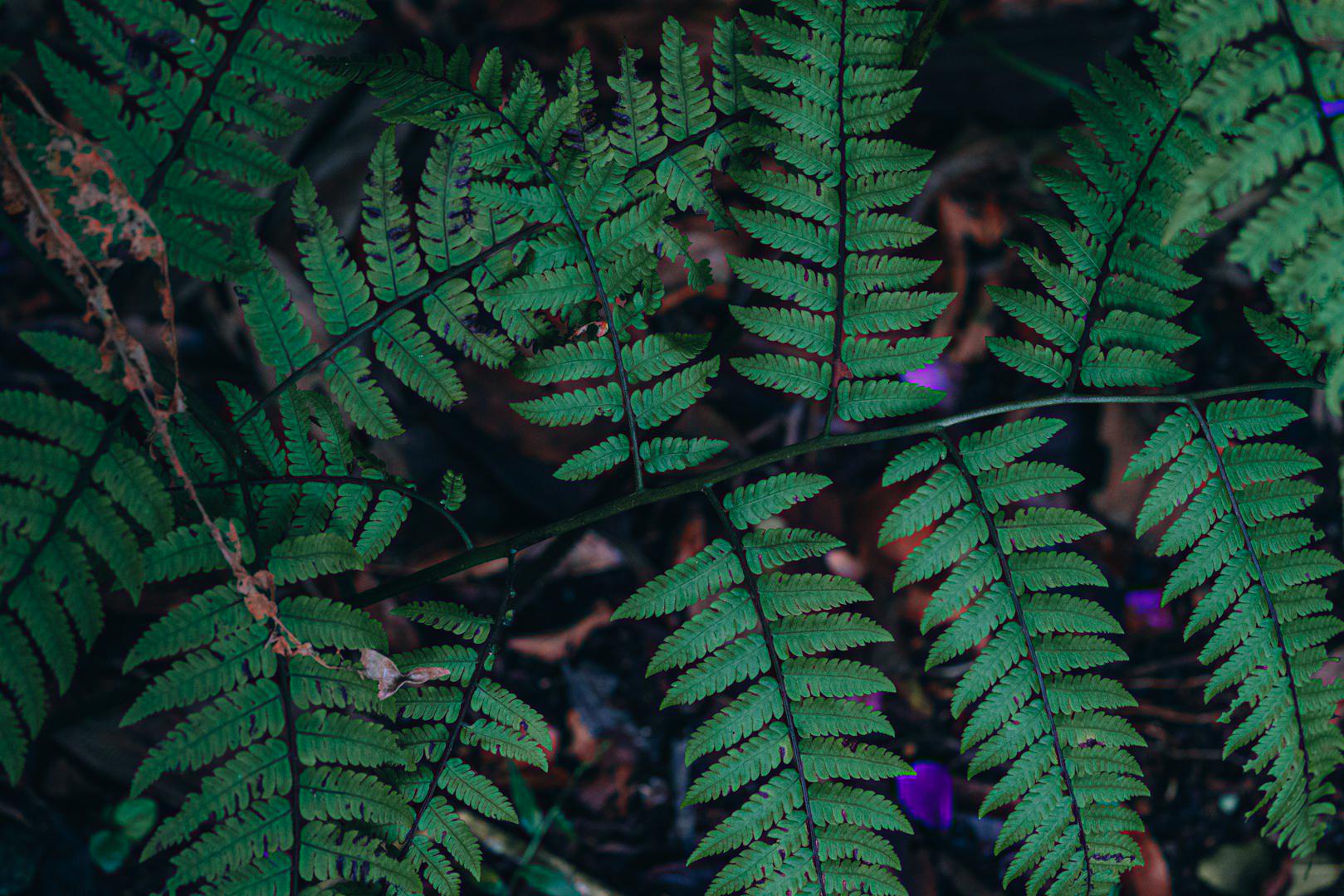 As verdes folhas do Sambambaiaçu