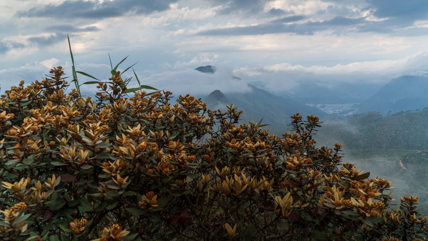 Flora de Nova Friburgo